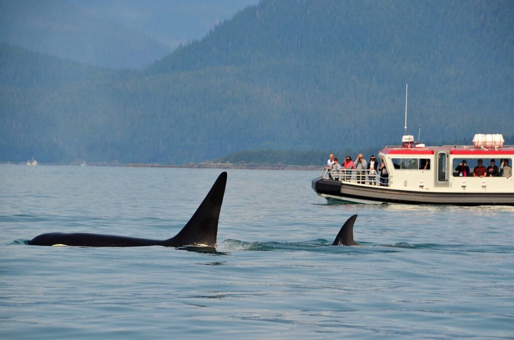 orcas, killer whales, whale watching-6614722.jpg